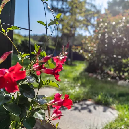 250m Zum Grimnitzsee Apartment *